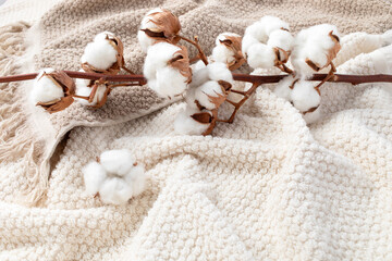Branch of cotton flowers on soft bath terry towel background top view. Eco and organic bathroom...