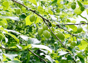 Small green unripe cherry plums hang on a branch of a cherry plum tree in the garden