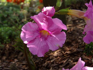 Zbliżenie o kwiat rośliny z gatunku Incarvillea © Kumulugma