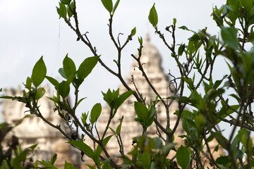Green plants with Ancient Temple in background.