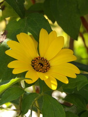 Zbliżenie na jasnożółte kwiaty rośliny z gatunku Arctotis  © Kumulugma