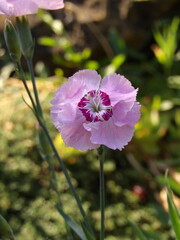 Zbliżenie na różowe kwiaty goździka © Kumulugma