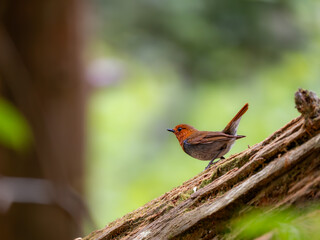 森の中で倒木の上に留まっているコマドリの雄