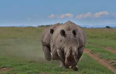two southern white rhinos sparring and play fighting in the wild savannah of solio conservancy, kenya