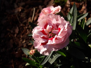 Zbliżenie na różowe kwiaty goździka © Kumulugma