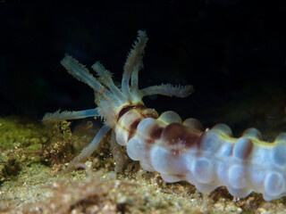 Sea cucumber with tentacles on the sandy bottom at night. The sea cucumber filters the sand on the...