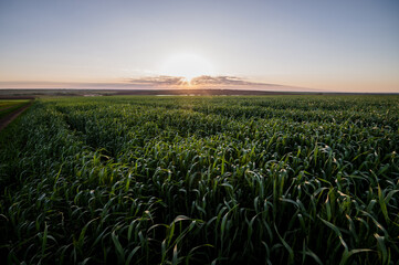 A field of green wheat at dawn
