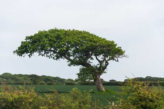 tree bent by the wind in a green field