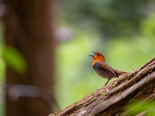 森の中で倒木の上に留まってさえずっているコマドリの雄