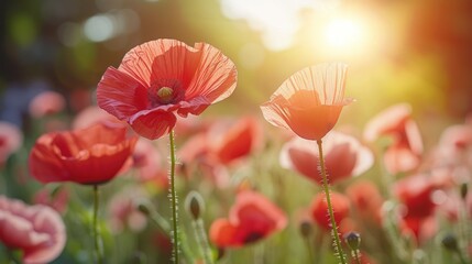 Fototapeta premium Red Poppies in Sunset Glow - A beautiful field of red poppies illuminated by the warm glow of the setting sun, capturing the essence of nature's beauty.