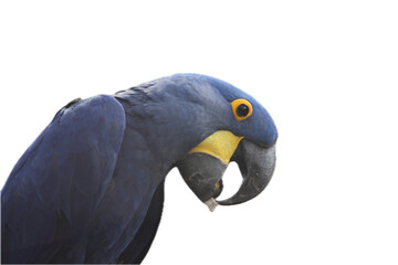 hyacinth macaw  (Anodorhynchus hyacinthinus)