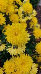 yellow chrysanthemum flowers