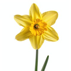 Fototapeta premium Bright Daffodil Isolated on White Background. High-Quality Spring Blossom Image