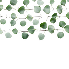 Obraz premium green leaves isolated on white