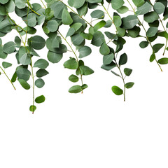 Obraz premium green leaves background
