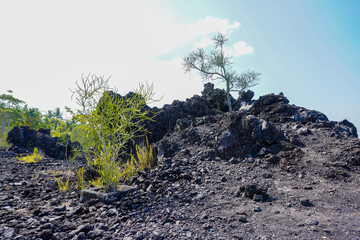 Euphorbia tirucalli plants grow wild. 