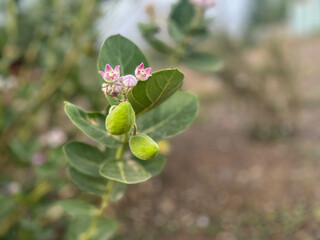 Giant calotrope , Calotropis gigantea, the crown flower, is a species of Calotropis