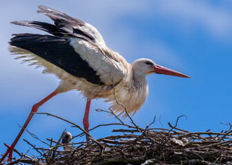 Abfliegender Storch am Nest