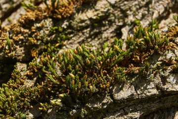 Moss grows on the trunk of an old rotting tree. Spring.
