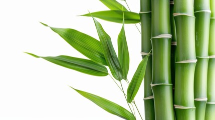 Close-up of a bamboo cluster, isolated on a white background, showcasing its tall stalks