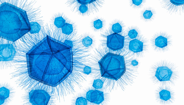 Giant virus particles illustration. Mimivirus particles or Catovirus naegleriensis (CatV) or Naegleriavirus (NiV) are giant viruses with starfish-shaped edges. 

