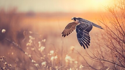Fototapeta premium A bird is flying in the sky above a field of grass. The bird is a falcon, and it is soaring high above the ground. The sky is a beautiful shade of orange, and the sun is setting in the distance
