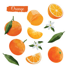 mandarin orange fruit Design elements set. watercolour style vector illustration.