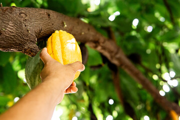 Hands In First Person Holding a Cocoa Fruit. Chocolate Concept.