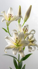 Obraz premium Elegant White Lilies: A Portrait of Grace and Beauty in Bloom