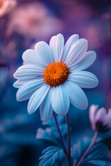 Serene Purple Daisy in a Dreamy Bokeh Flower Background