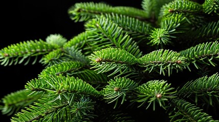 Fototapeta premium A close up of a green pine tree with its branches and needles visible. The tree is full and lush, with a dark background that contrasts with the bright green leaves