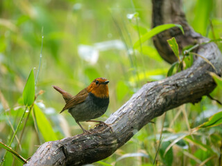 森の中で静かに枝に留まっているコマドリの雄