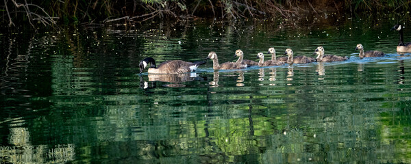 Family of geese out for a swim on a pond