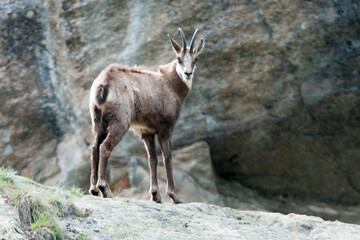Stambecco