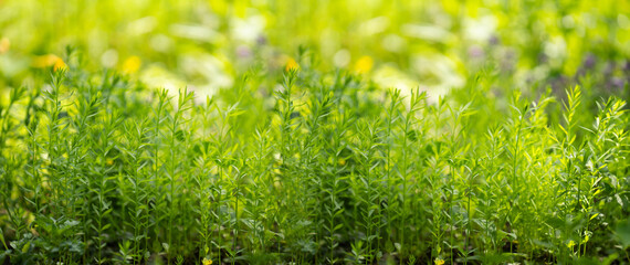 Summer background. Green grass close-up