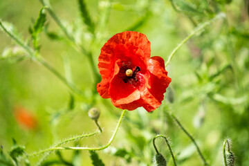 Red poppy flower close up