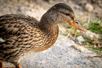 Closeup of a female duck with dirt on its beak