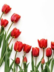 Fototapeta premium Elegant tulip arrangement with green leaves on a white backdrop, ideal for floral designs.