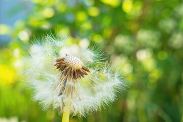 Close-up of a white dandelion ball that has lost some of its seeds against a green bokeh background.