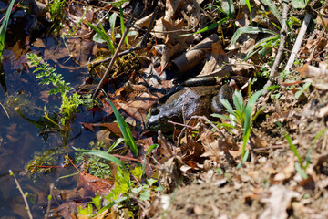 The American bullfrog (Lithobates catesbeianus), often simply known as the bullfrog in Canada and the United States, is a large true frog native to eastern North America.