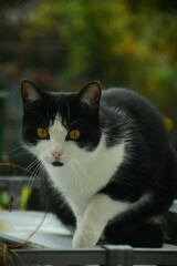outside portrait of black and white cat