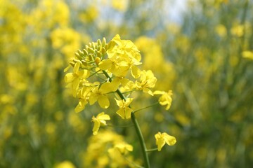 Beautiful rapeseed flowers blooming on blurred background, closeup