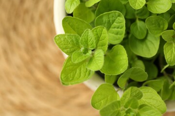 Aromatic potted oregano on table, top view. Space for text