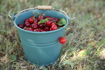 Ripe red cherry berries and tree leaves in bucket on grass outdoors