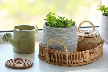 Aromatic potted oregano and stylish watering can on window sill indoors