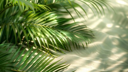 Tropical Palm Leaves Casting Shadows on Sandy Beach - Serene and Relaxing Coastal Scene Perfect for Travel and Nature Themes
