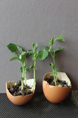 Vibrant pea sprouts emerging from nutrient-rich soil packed inside biodegradable eggshell planters on a neutral colored background