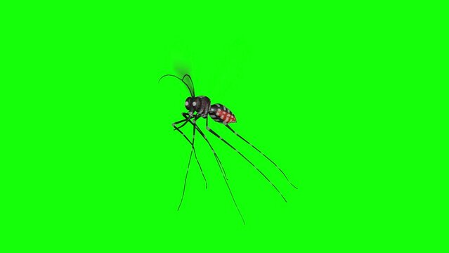 3D rendering of the full-body flying motion loop of a stylized Aedes mosquito.