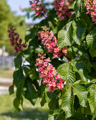 Czerwony kasztanowiec