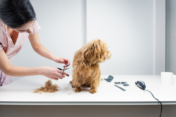 A young dog stylist cuts the hair of a golden terrier with dog grooming tools. The dog looks the...
